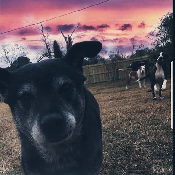 Meet your Posher, Manny - Picture 1 of 1